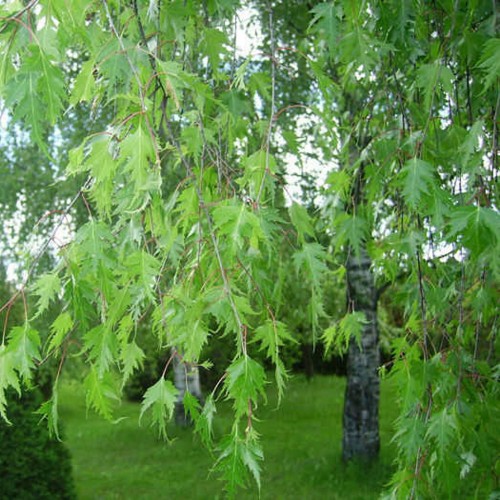 Betula pendula 'Laciniata' - Arukask 'Laciniata'
